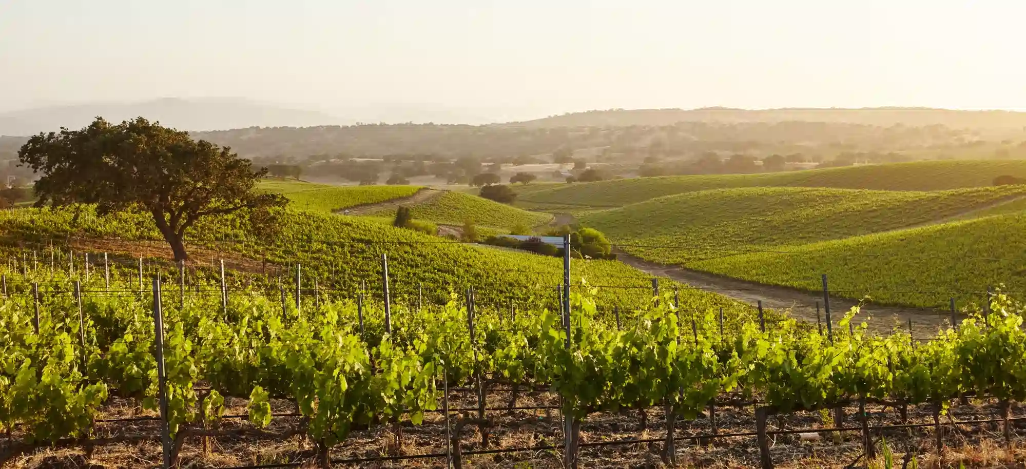Istrian Wine Roads